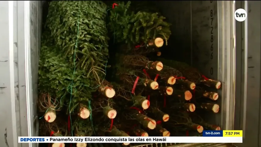 Llegan unos 16 contenedores con arbolitos naturales