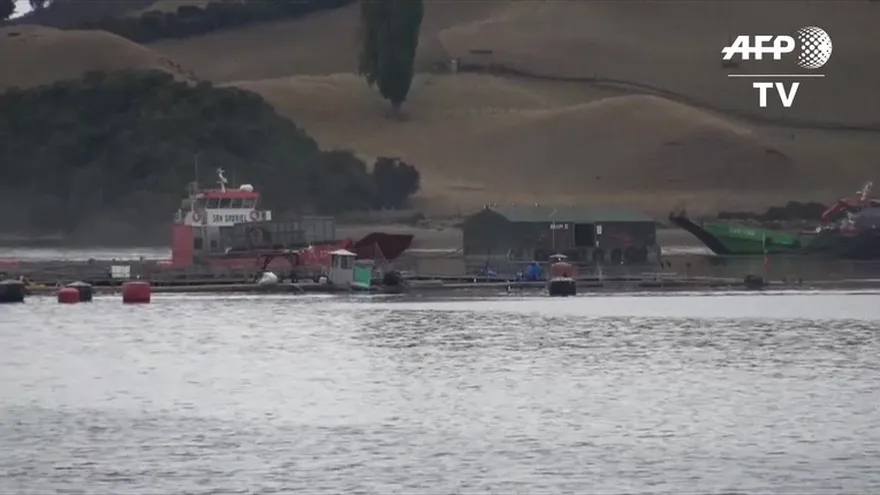 Chile alerta ante mortandad de fauna marina por marea roja