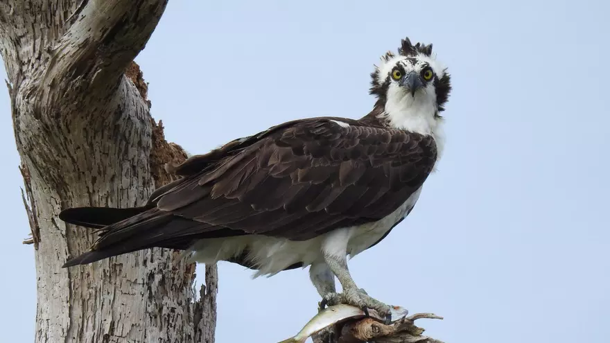 En la imagen se observa un águila pescadora (Pandion haliaetus), observada en el Global Big Day