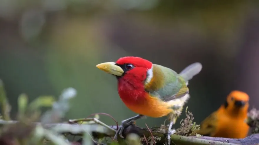 Avistamiento de aves, sin usar los ojos.