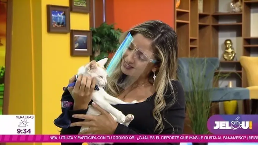 Encuentran una familia para la gata que fue usada para ingresar drogas a cárcel de Colón