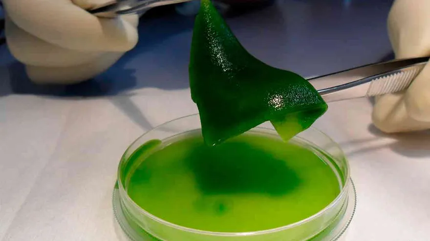 Piel 'fotosintética' que regenera tejidos