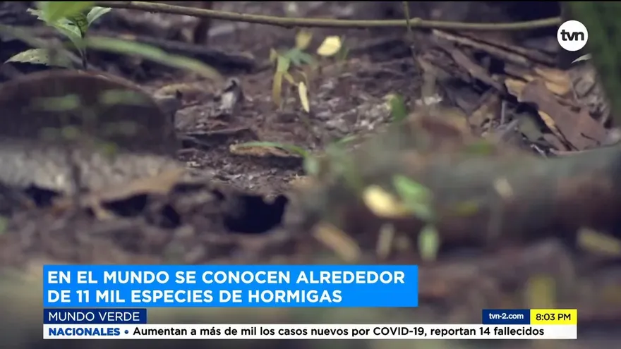 Mundo Verde: Las hormigas