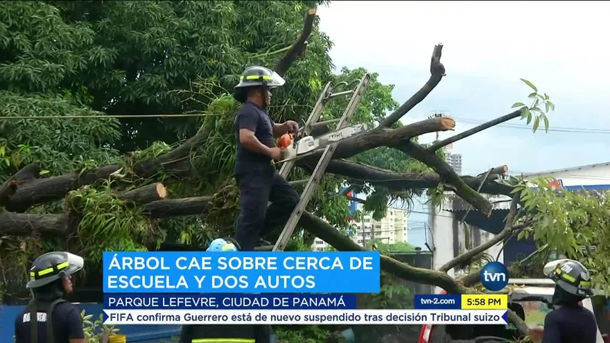 Cae en árbol en la escuela República de Haití en Parque Lefevre