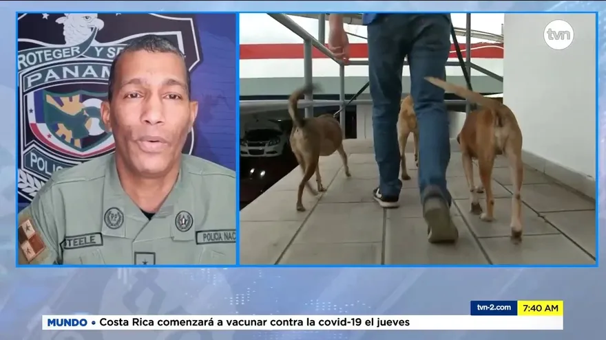 ¿Cómo afectan los artefactos pirotécnicos a las mascotas?