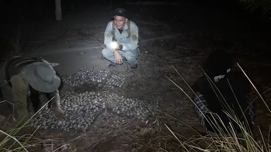 Un hombre de 60 años fue aprehendido durante un operativo de vigilancia realizado en el Refugio de Vida Silvestre Isla Cañas, en el distrito de Tonosí, provincia de Los Santos, tras el decomiso de 650 huevos de tortuga, informó la Policía Nacional.