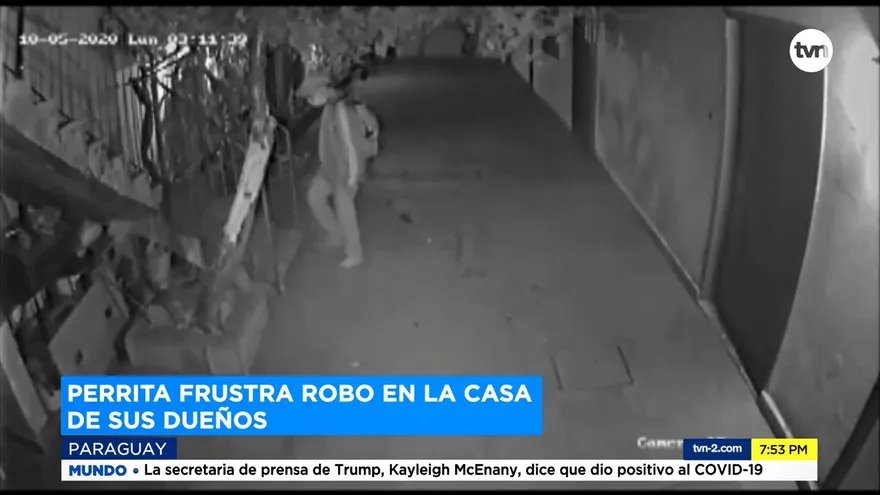 Perrita frustra robo en una casa en Paraguay