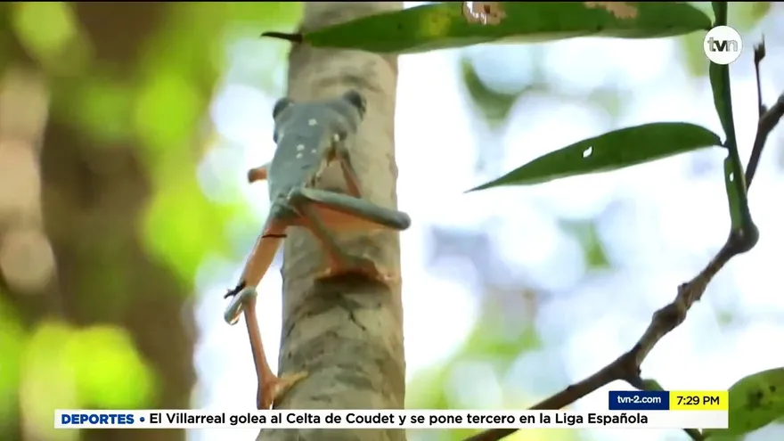 Mundo Verde: Rana verde de ojos rojos