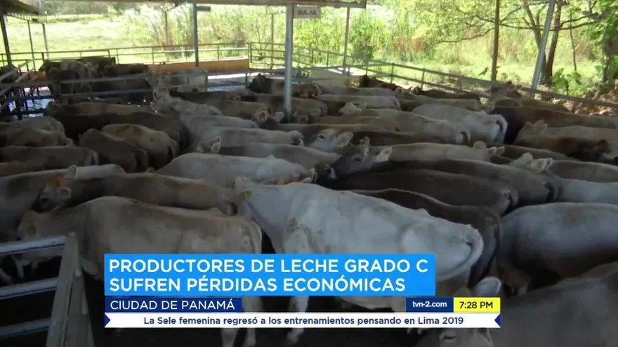 Producción de leche grado C ha disminuido en Panamá