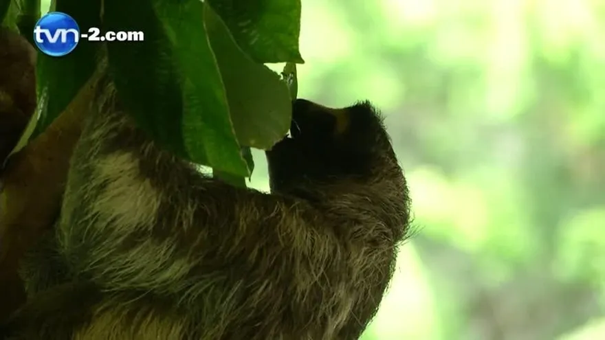 Día Internacional del perezoso