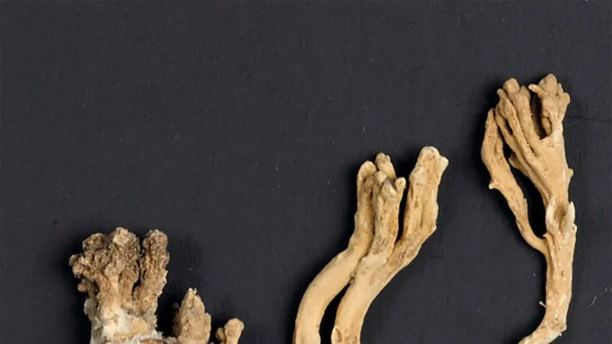 El hongo parásito de una hormiga, facilitada por el Real Jardín Botánico de Kew, en el sudoeste de Londres, cuyo informe desvela el impacto positivo de los hongos en el ecosistema y en la sociedad.