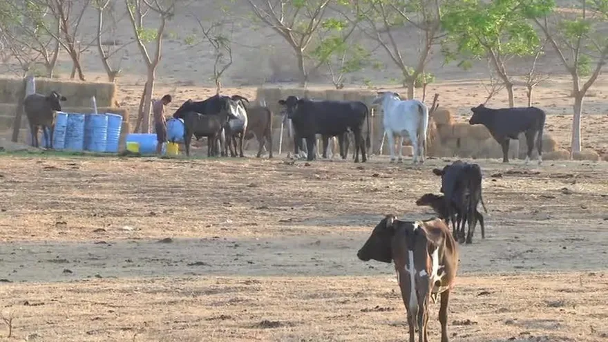Sequía causa estragos al sector ganadero