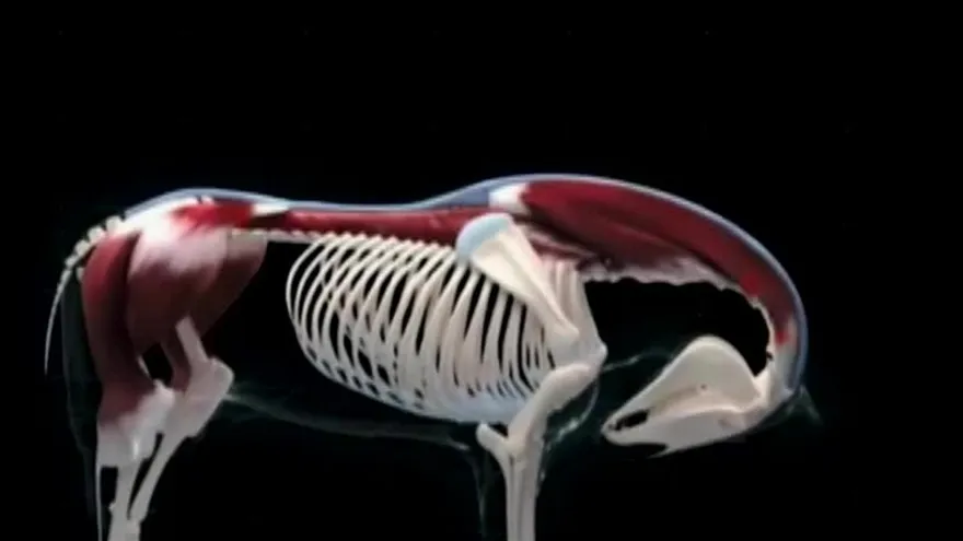 Encefalitis no solo afecta a la provincia de Darién