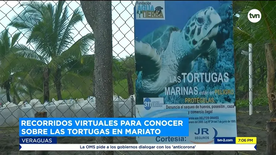 Recorridos virtuales para conocer sobre las tortugas en Mariato