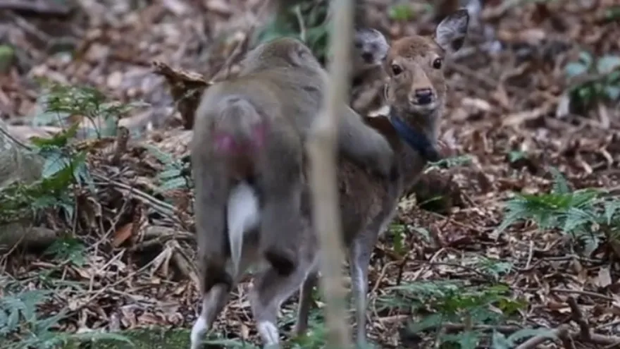 Filman a un mono y una cierva en inusual actitud sexual