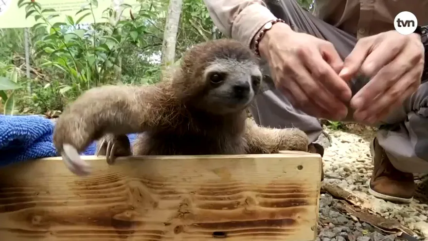 Mundo Verde: El Perezoso