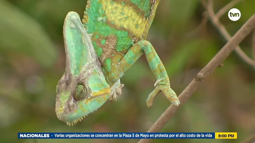 Mundo Verde: Camaleones