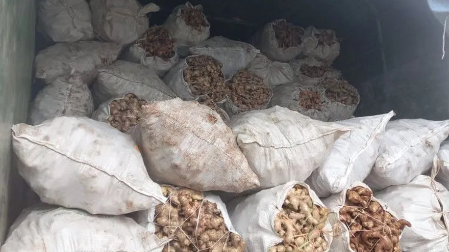 Se activa proceso para exportación de jengibre