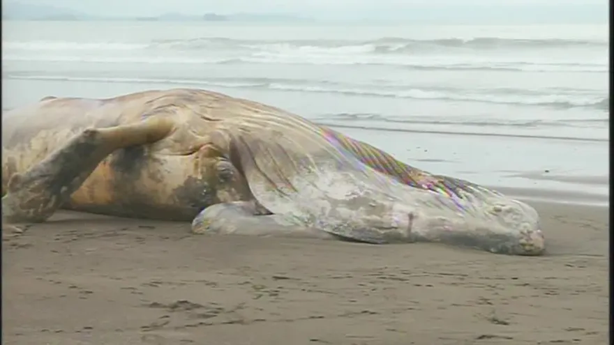 Malos olores por ballena muerta a orillas de playa Morrillo