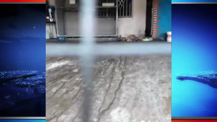 Le harán eutanasia a una perra con cáncer