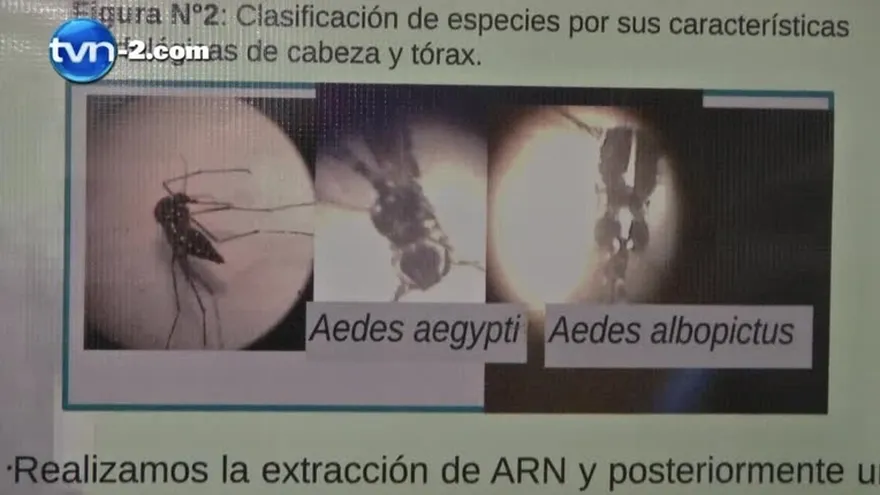 Más del 50% de los casos de dengue provienen de Pacora