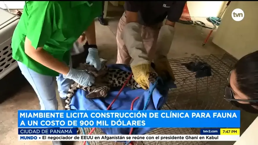 Clínica para Fauna Silvestre en Panamá