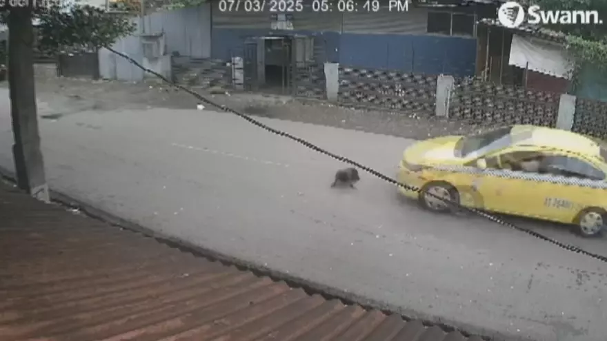 Momento en que el taxista atropella a un perro en Boquete
