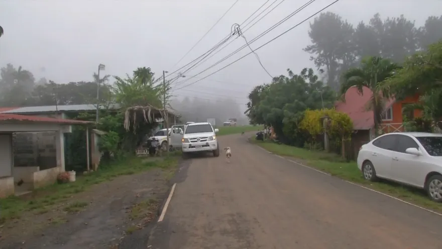Chepo de Las Minas: familias lo perdieron todo y temen la caída de pinos sobre sus casas