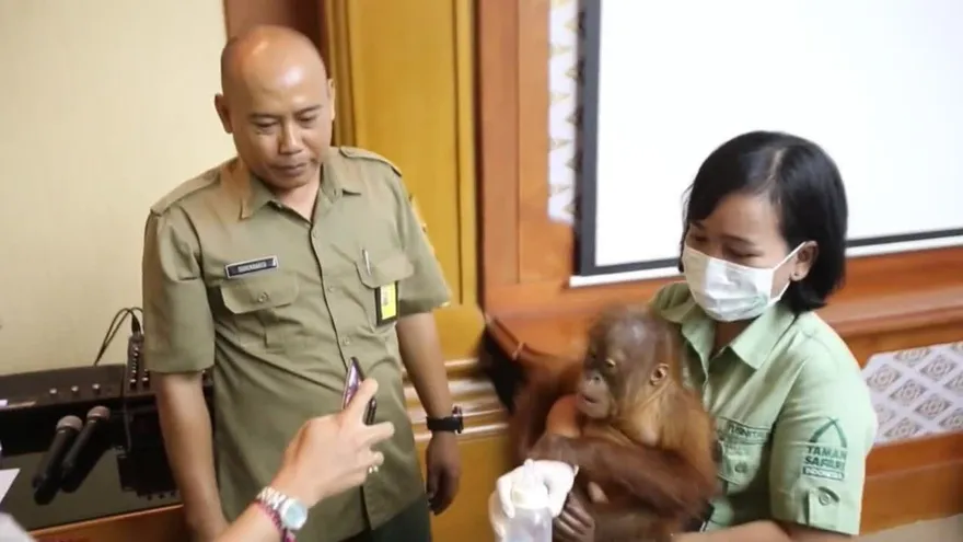 La policía indonesia halla un orangután en una maleta en el aeropuerto de Bali