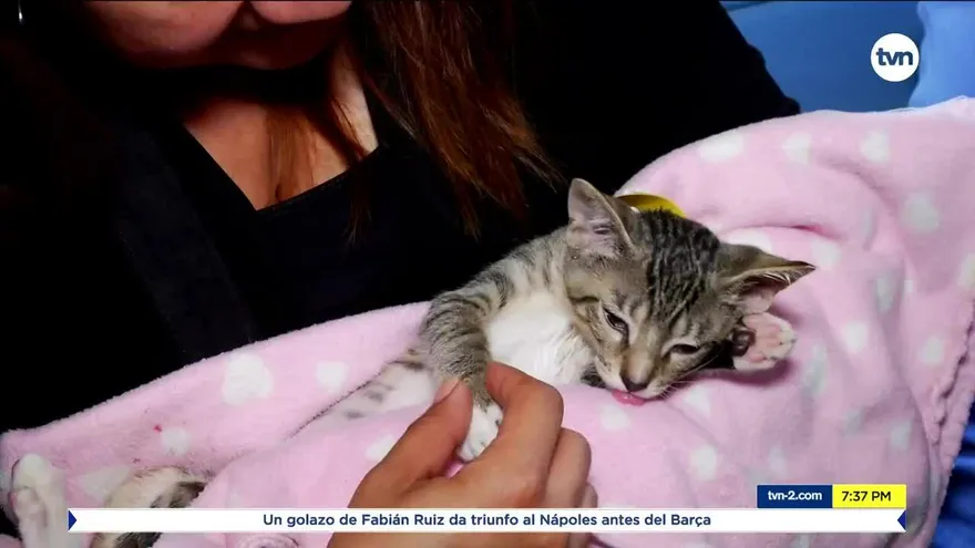 Grupos en contra el maltrato animal piden más apoyo