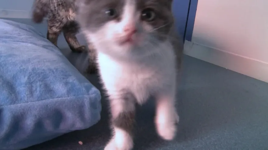 China clona su primer gato