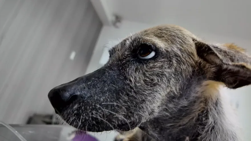 Una grave denuncia de maltrato animal ha salido a la luz en Cerro Batea, tras el rescate de una perrita adulta bautizada como Señora Maus.