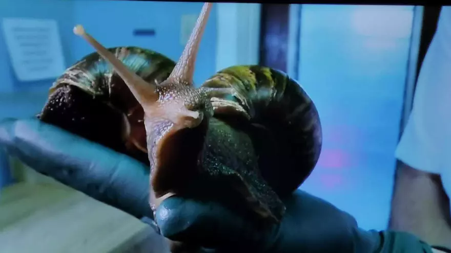 Caracol gigante africano