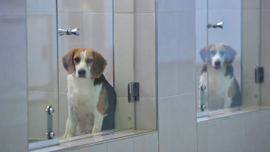 Los perros que han sido clonados permanecen en un laboratorio durante un tiempo.