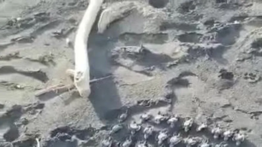 Neonatos de tortugas muertos