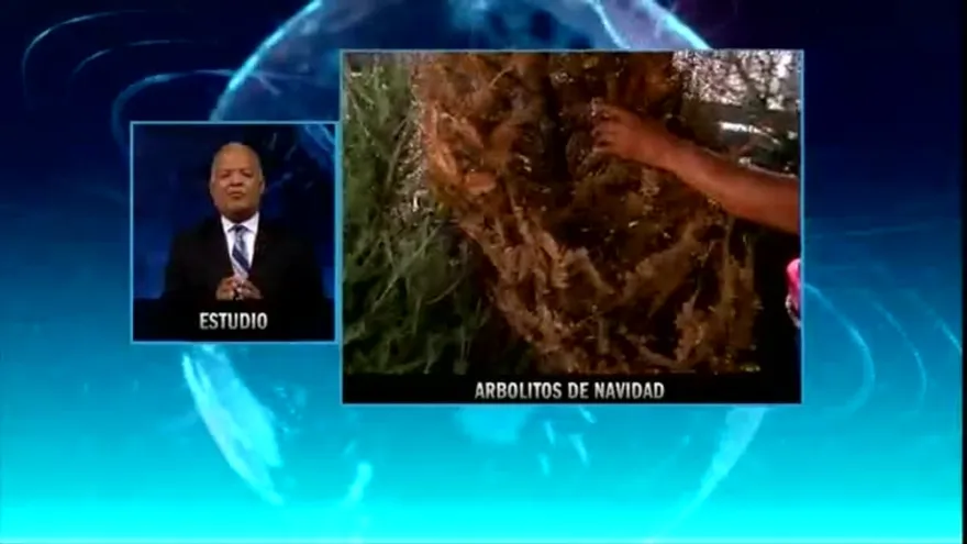 Recogerán arbolitos de Navidad