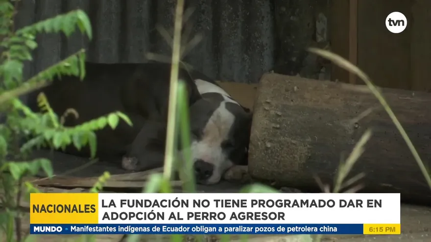 Perro agresor de Chepo es entregado a fundación