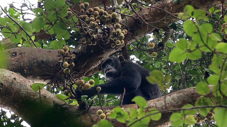 Un chimpancé comiendo higos en Ngogo, en el Parque Nacional Kibale de Uganda, en el 2019.
