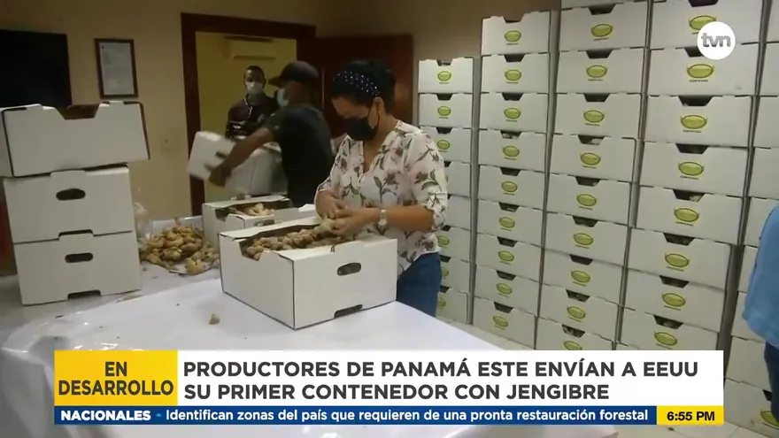 Productores envían jengibre a EEUU