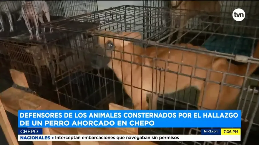 Ley para proteger animales no se cumple