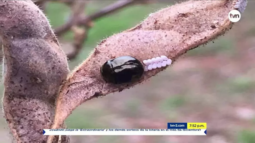 Plaga podría estar afectando la producción de guandú en Panamá