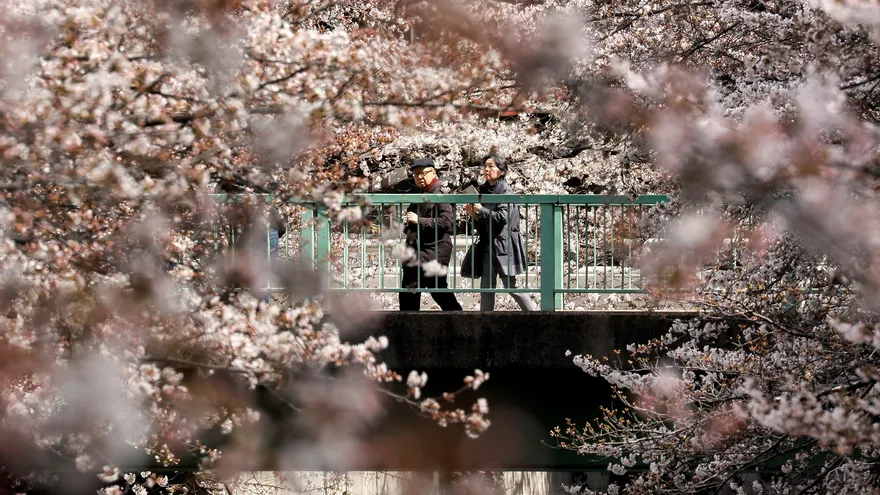 Una pareja camina entre cerezos en flor en Tokio (Japón)