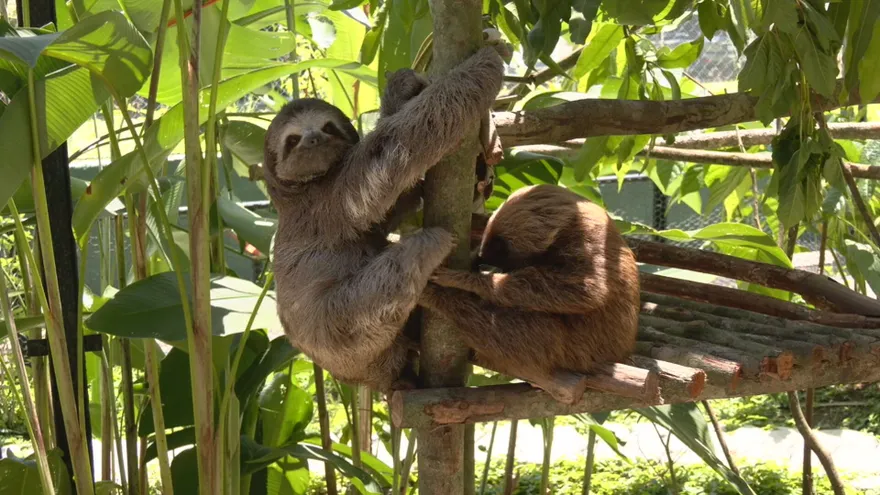 Perezosos rescatados en el Panama Nature Center