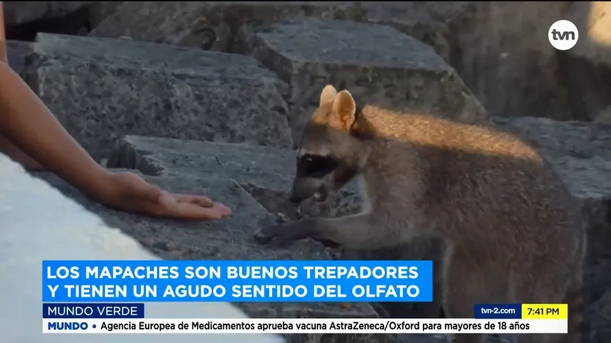 Mundo Verde: Mapaches