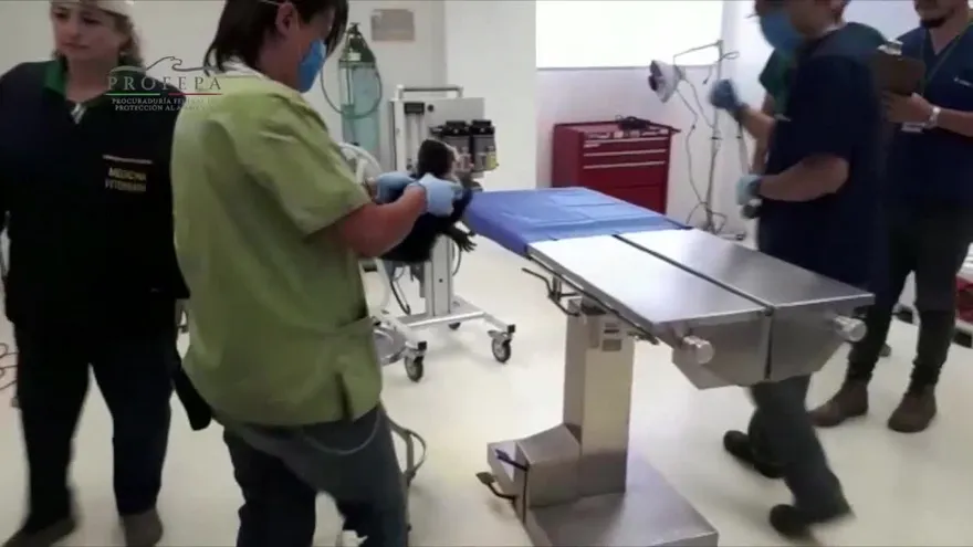 Capturan en México a mono capuchino fugitivo por semanas