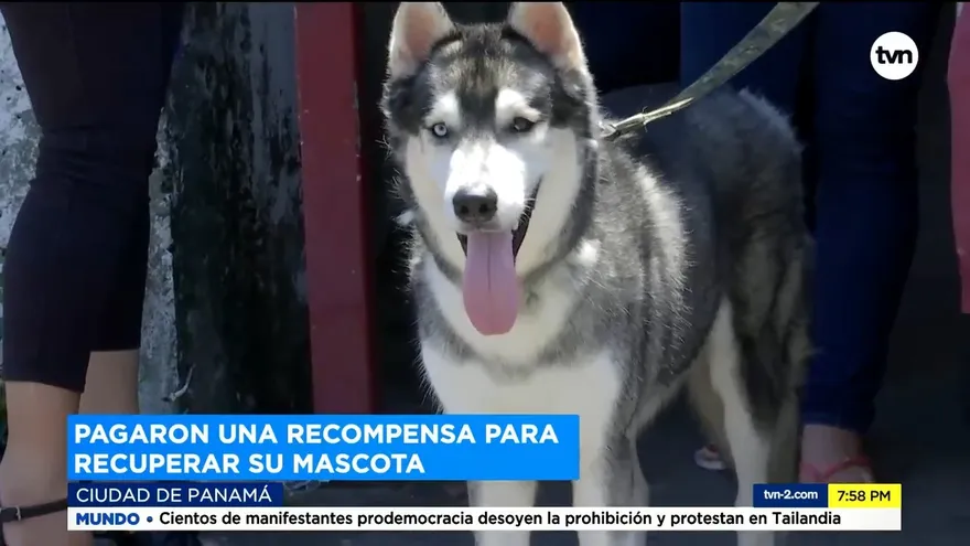Lo encañonan para robarle el carro y le llevaron hasta el perro