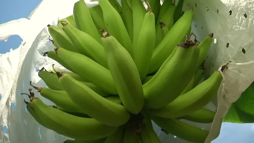 Comerciantes en contra de acción legal contra zona bananera