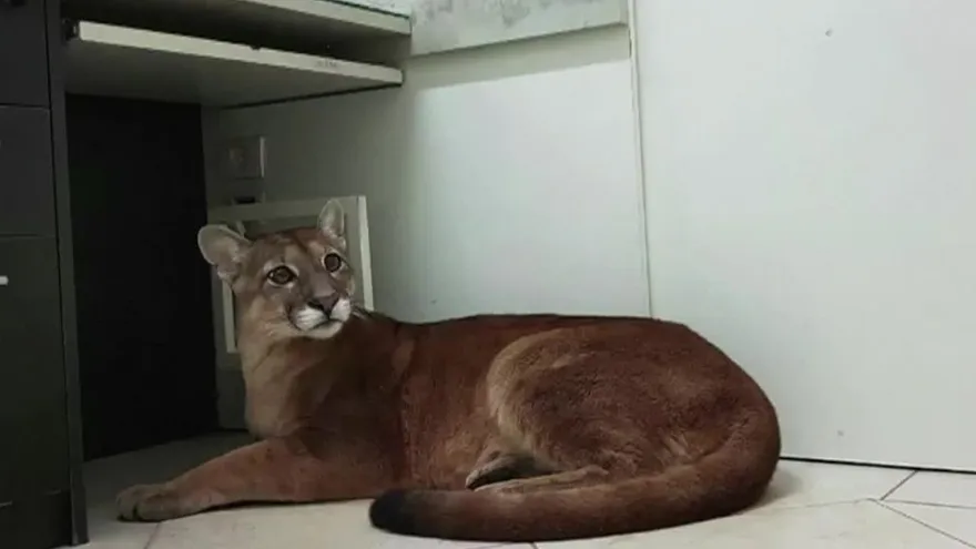 Un puma salvaje se cuela en una oficina cerca de Sao Paulo