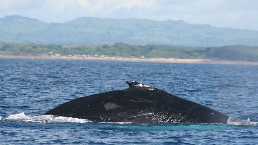 Avistamiento de ballenas en Isla Iguana