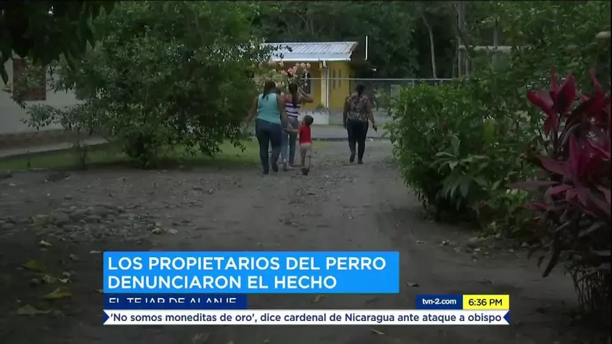 Denuncian a hombre por matar perro en Chiriquí
